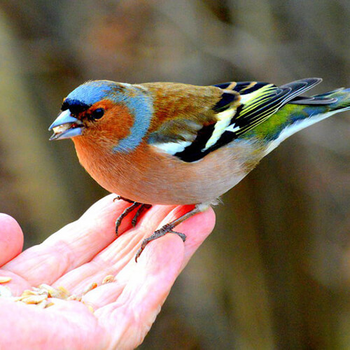 Мир зябликов