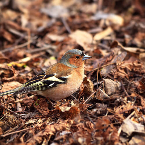 Мир зябликов