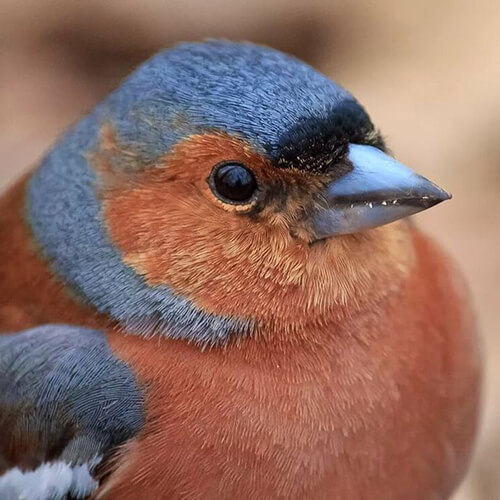 Мир зябликов