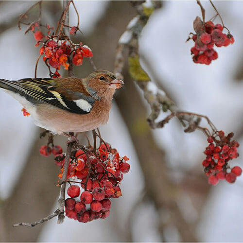 Мир зябликов