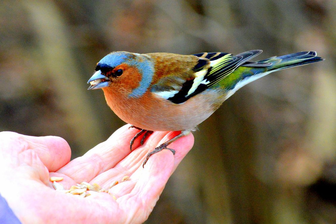 Мир зябликов