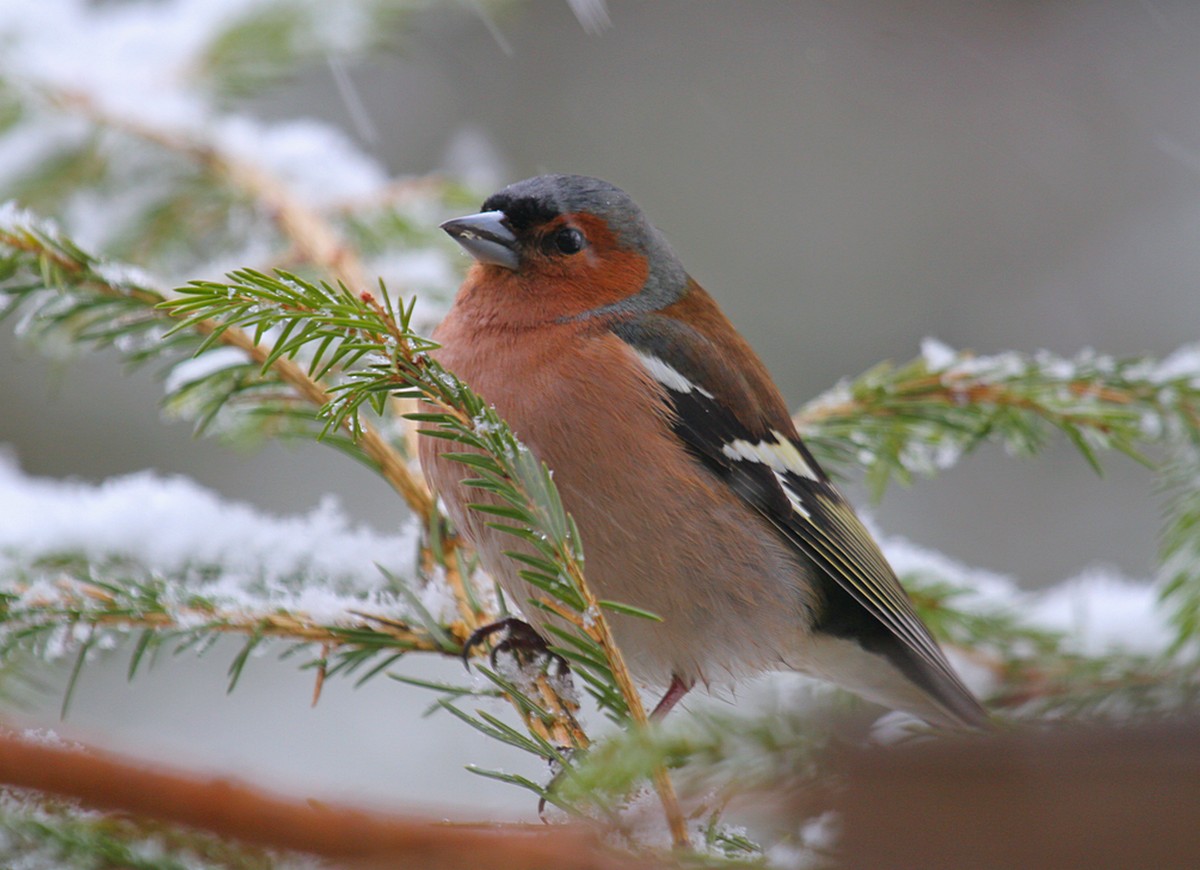 Мир зябликов