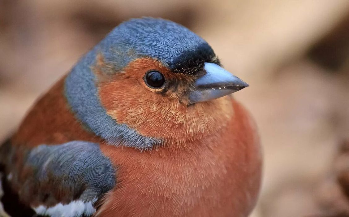 Мир зябликов