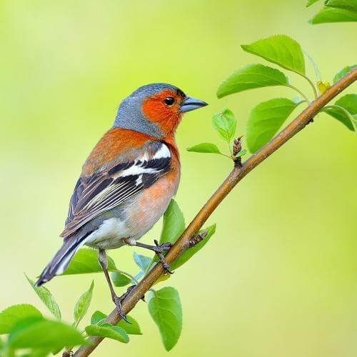 Мир зябликов